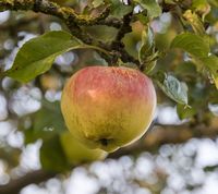 Finkenwerder Herbstprinz